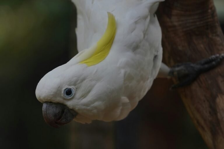 commercial intelligence scoping dossier